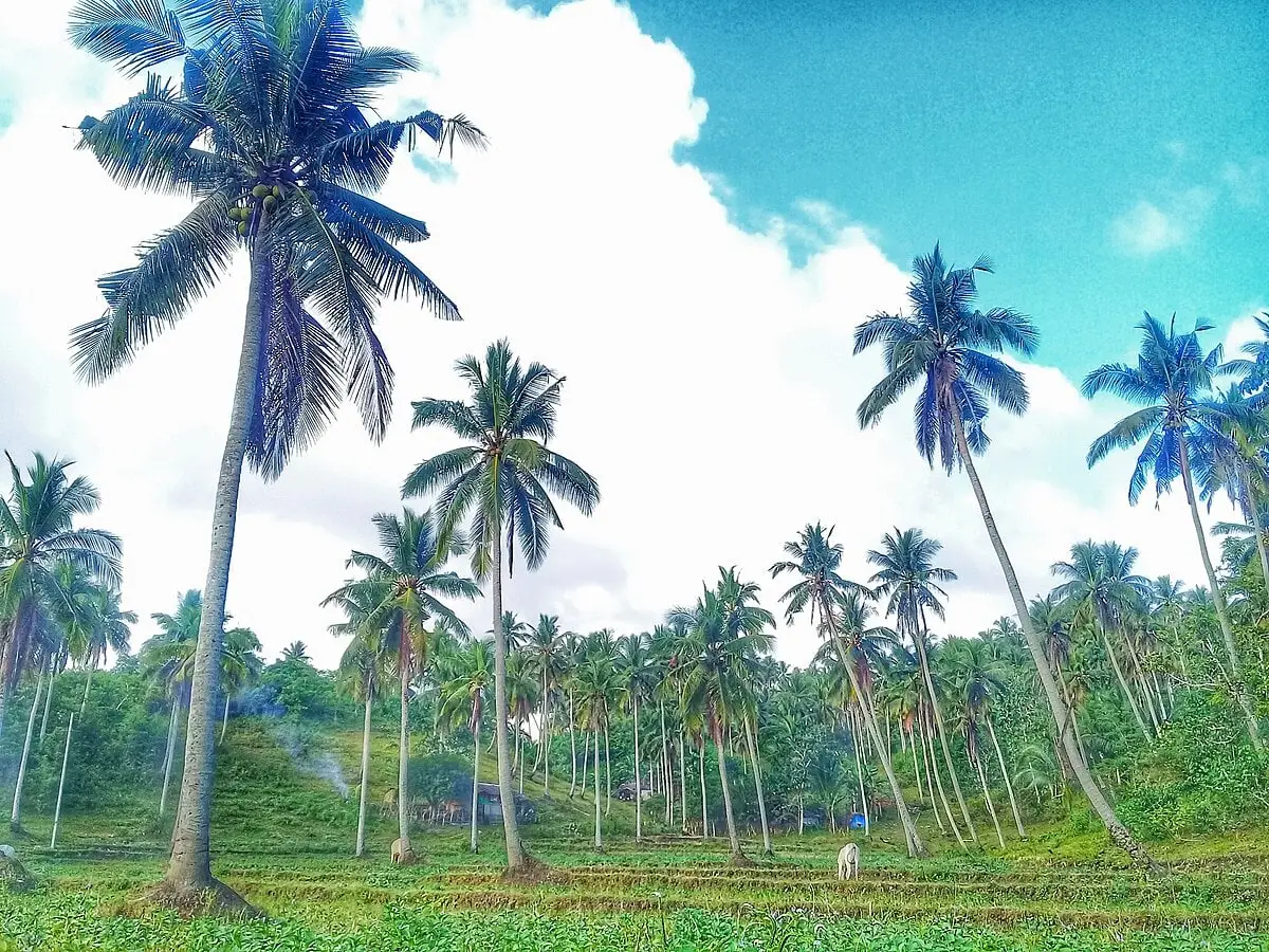 Coconut Plantation Camarines Sur